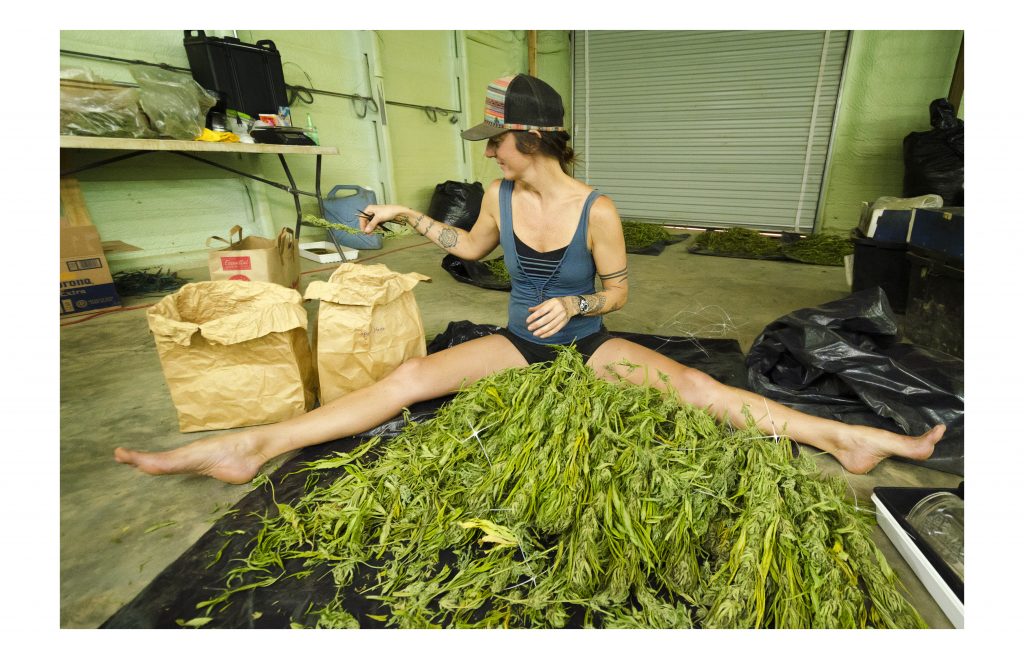 El green rush de Flo