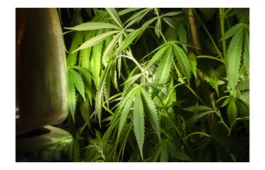 El green rush de Flo